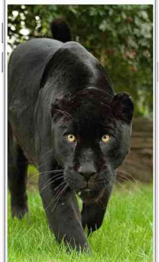 Black Panther Wallpaper HD 4