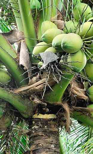 Coconut Water Health Benefits 1