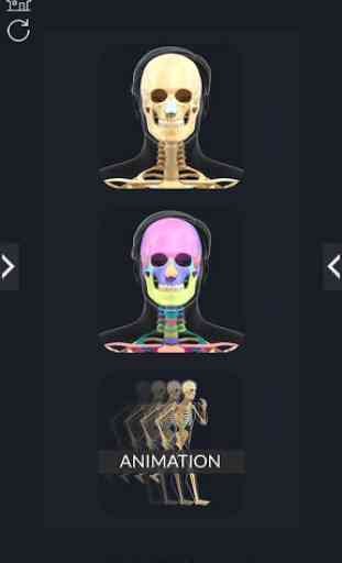 Skeleton Anatomy Pro. 1