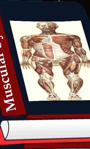 Système musculaire 1