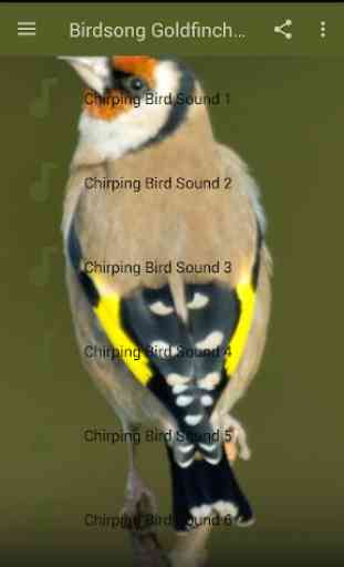 Birdsong Goldfinch New 2