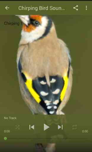 Birdsong Goldfinch New 3