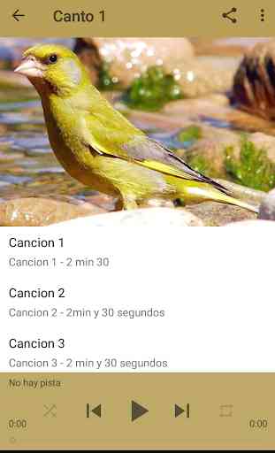 Canario Verderon HD 3