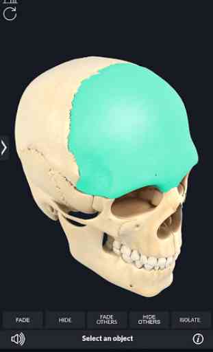 Skull Anatomy Pro. 4