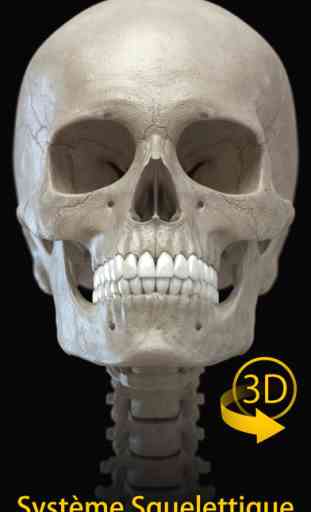 Système squelettique Lite - Os du squelette humain - Atlas d’ Anatomie 3D 1