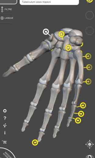 Système squelettique Lite - Os du squelette humain - Atlas d’ Anatomie 3D 2