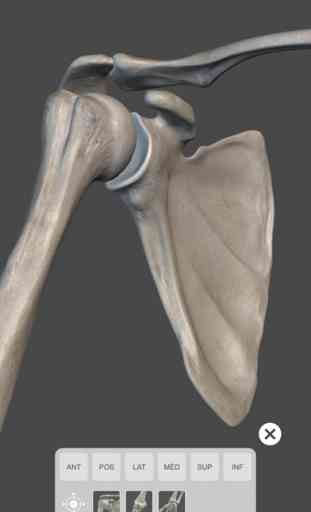 Système squelettique Lite - Os du squelette humain - Atlas d’ Anatomie 3D 3