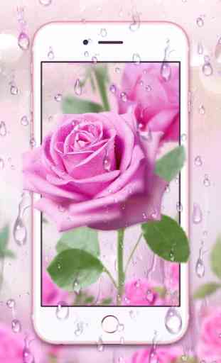 Pink Rose & Dew Live Wallpaper 3