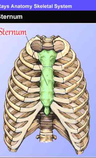 Rays Anatomy Skeletal System 2