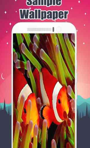 Clownfish Wallpaper  2