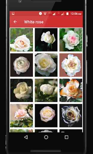 Love  Rose Stickers 1