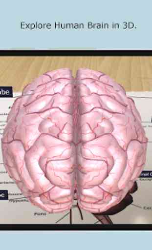 Human Brain - Augmented Reality 1