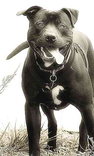 Pitbull Dog Wallpaper 3