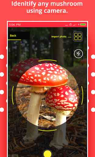 Mushroom Identification 1