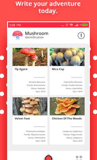 Mushroom Identification 3