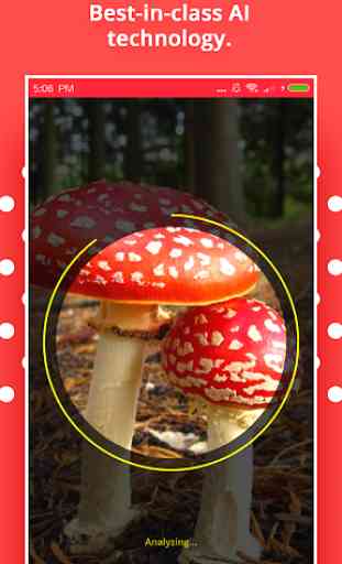 Mushroom Identification 4