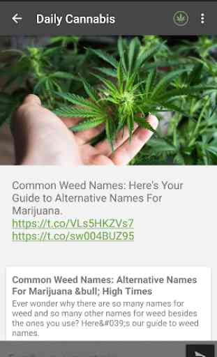 Daily Cannabis: Your daily dose of news! 3