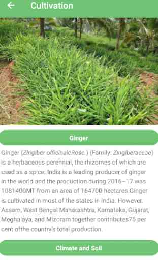ICAR IISR-Ginger 4