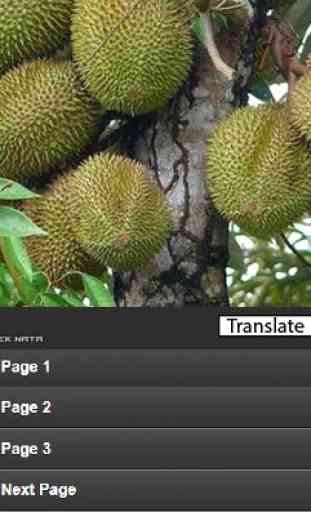 la culture Durian 1