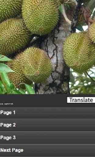 la culture Durian 4