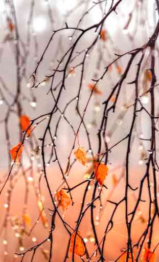 Autumn Rain Live Wallpaper (milieux vivants) 1