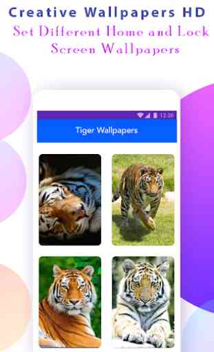 Tiger Wallpapers HD 2