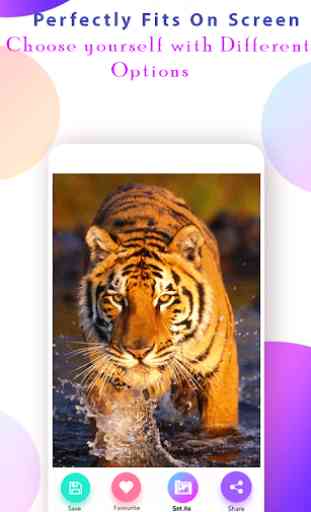 Tiger Wallpapers HD 4