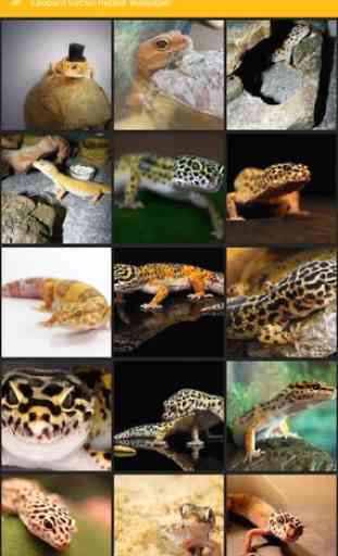 Papier peint léopard gecko reptile 1