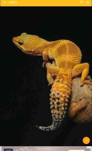 Papier peint léopard gecko reptile 2