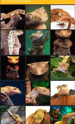 Papier peint à reptiles gecko à crête 1