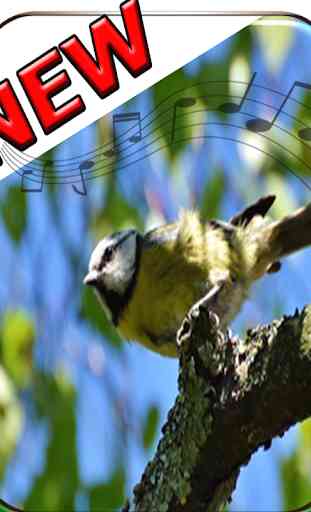 Chant d'oiseaux sauvages 2
