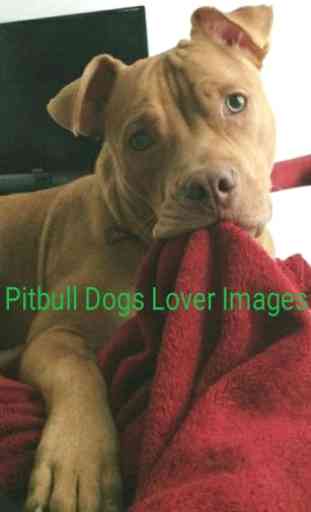 Pitbull Dogs Lover Images 1