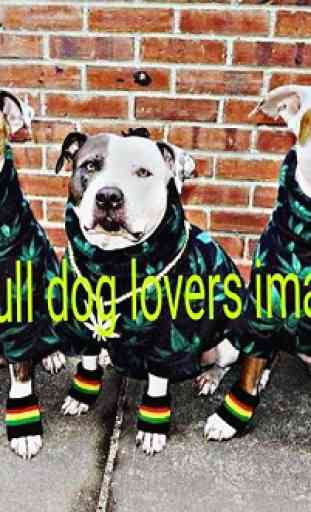 Pitbull Dogs Lover Images 2