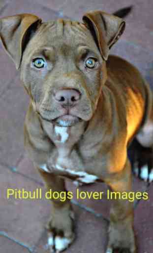 Pitbull Dogs Lover Images 4