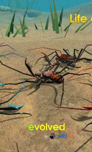 Life of Phrynus - Whip Spider 1