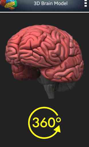 3D Humain Cerveau 2
