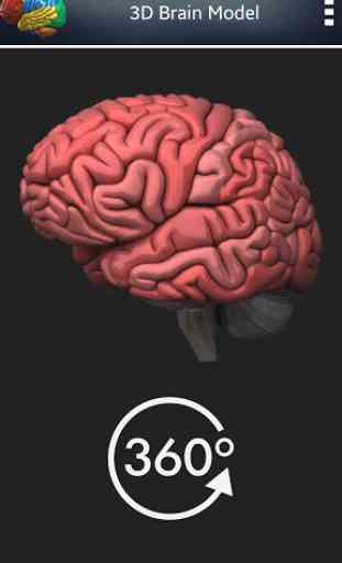 3D Humain Cerveau 3