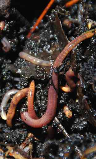 Earthworms Wallpaper 2