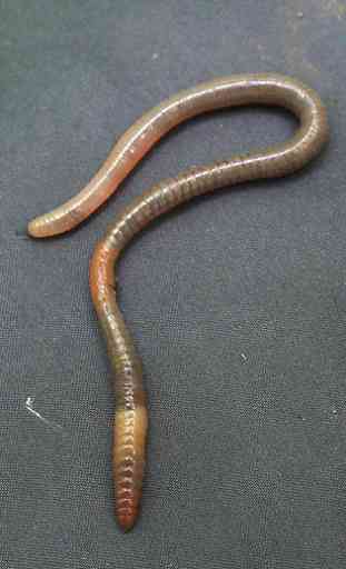 Earthworms Wallpaper 4