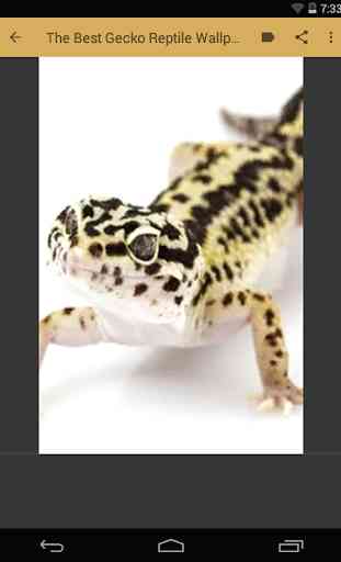 Gecko Reptile Wallpaper 1