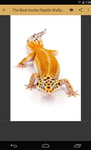 Gecko Reptile Wallpaper 4