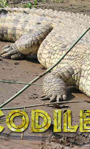Life of Crocodile -Sim sauvage 1