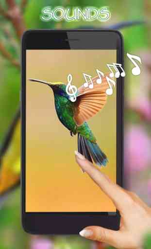 Hummingbird Exotic Live Wallpaper 1