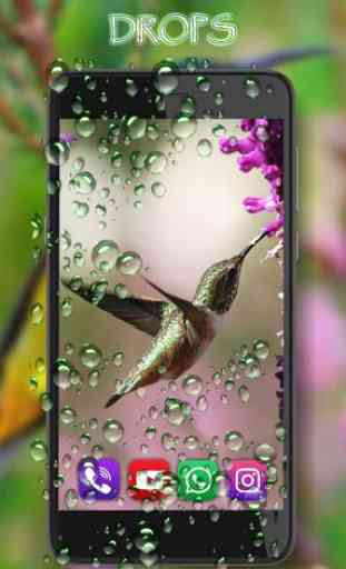 Hummingbird Exotic Live Wallpaper 2