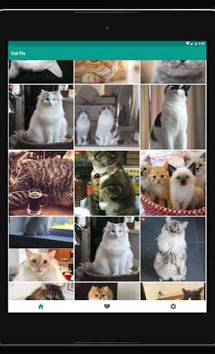 Cat Pix - Cute Cat Pictures, GIFs, and Wallpapers 3
