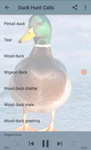 Duck Hunting Calls 3