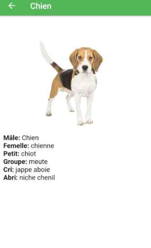 Femelle des animaux - Nom des animaux en français 2