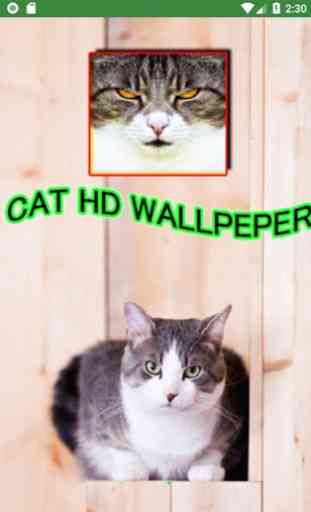 ❤️[FREE] HD Cat Wallpaper -Grumpy Cat -Funny Cat❤️ 4