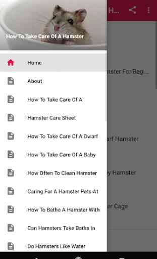 How To Take Care Of A Hamster 1