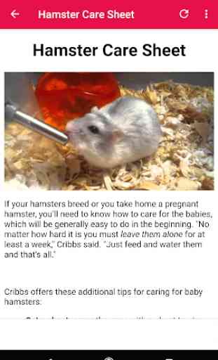 How To Take Care Of A Hamster 3